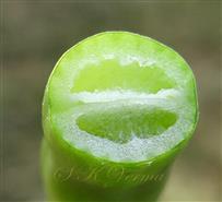  T.S.Fruit